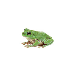 Obraz premium Darwins Frog on high quality transparent background png