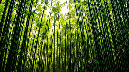 Fototapeta premium bamboo forest