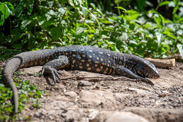 Argentine black and white tegu (Salvator merianae) seen at Ribera Norte nature reserve, Buenos Aires, Argentina