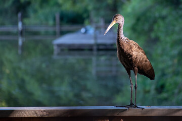 a limpkin (Aramus guarauna), seen at Reserva Ecologica Costanera Sur nature reserve in Buenos Aires, Argentina
