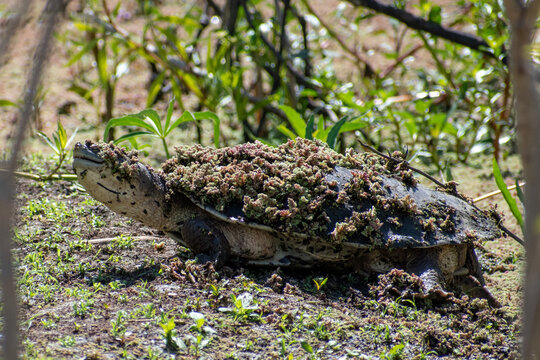 A smiling Hilaire&rsquo;s side-necked turtle (Phrynops hilarii) covered with water plants