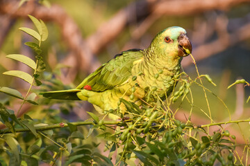 wild turquoise-fronted amazon (Amazona aestiva), feeding in a park of Buenos Aires City