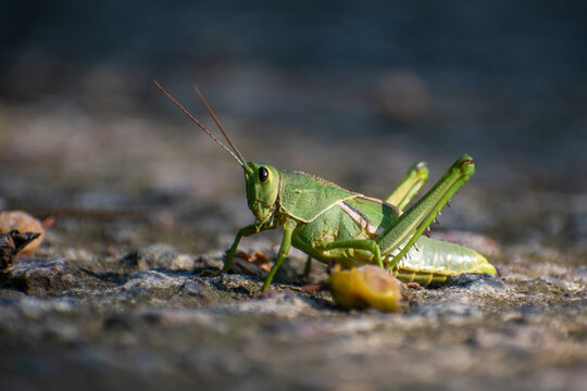 macro of a green grasshopper on the ground