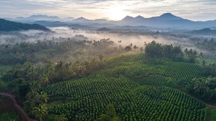 Fototapeta premium Misty Sunrise Over Lush Green Plantation and Mountains