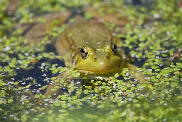 green frog in pond