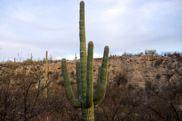 Saguaro Sentinel on Desert Bluff