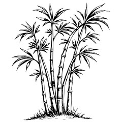 Obraz premium Vintage bamboo sketch illustration with detailed foliage 