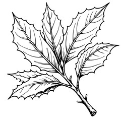 vintage holly leaf sketch in black and white  
