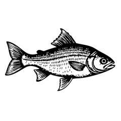 Fototapeta premium vintage fish illustration in black and white sketch style 