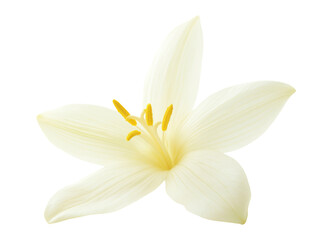 Vanilla flower isolated on transparent background