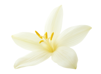 Vanilla flower isolated on transparent background