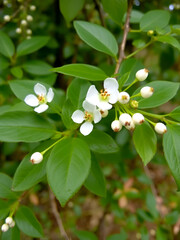 Fototapeta premium Osteomeles schwerinae is species of plant native to China. Its flowers are white and resemble those of hawthorn species. It produces small, white, round berries that are actually pomes.