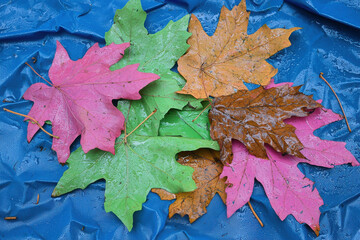 Fototapeta premium Colorful Leaves Arrangement on Blue Background with Water Drops and Natural Texture