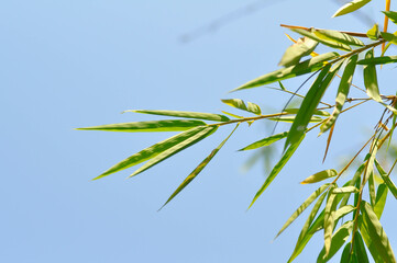 Bamboo, GRAMINEAE or POACEAE or Bambusa arundinacea Willd or Thorn Bamboo or Spiny Bamboo or Bambusa vulgaris schrad or Feathery Bamboo or Dendrocalamus strictus Nees and sky