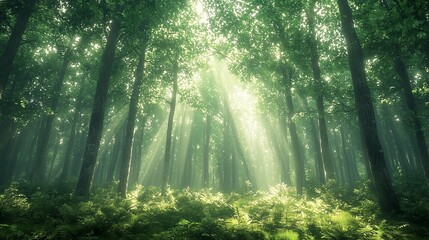 Fototapeta premium Sunbeams Illuminate a Mystical Green Forest Scene with Lush Undergrowth and Tall Trees