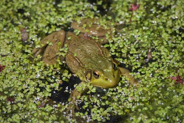 green frog in pond