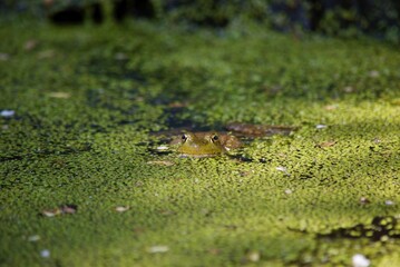 green frog in pond