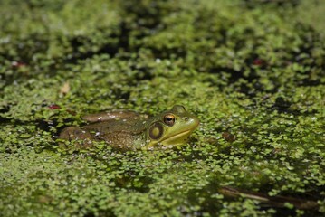 green frog in pond