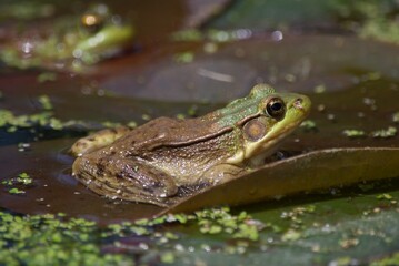 green frog in pond