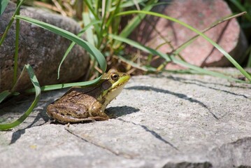 green frog in pond