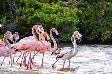 Group of pink wild flamingos standing in water walking free in nature