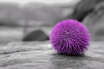 Black and white photography with selective color on the purple sea urchin.