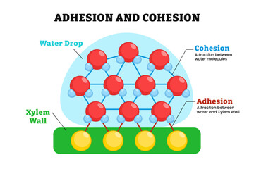 Water and Xylem cell wall molecules under the effect of adhesion and cohesion through hydrogen bonds. Labeled water drop, xylem wall. Biology educational illustration poster design. Adhesive Cohesive