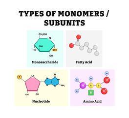 Different types of monomers or subunits form or diagram vector illustration. Labeled Monosaccharide or sugar, fatty acid, nucleotides, amino acid. Biological molecules, cells, and groups.