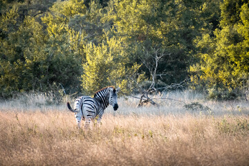 zebra in the wild