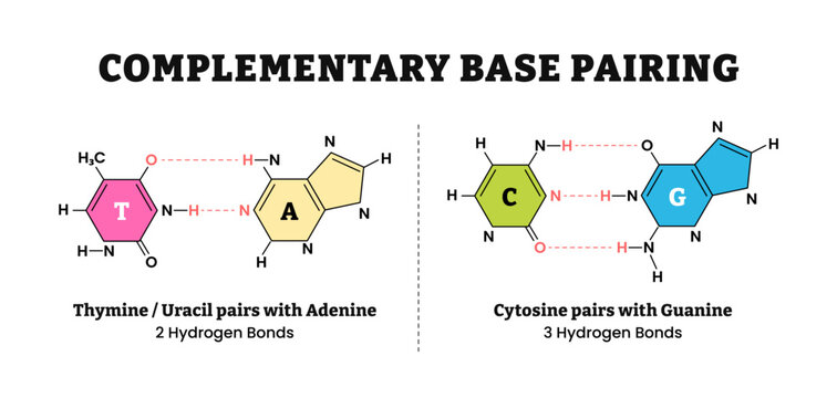 Complementary base pairing hydrogen bonds diagram form chain. Labeled nitrogenous bases adenine, uracil pairs, thymine, cytosine, and guanine. Chemical educational poster vector illustration.