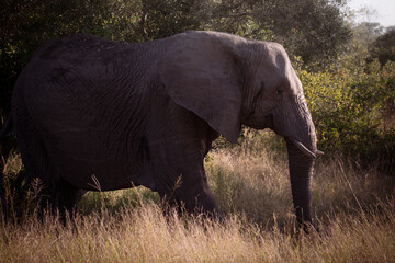 Obraz premium Elephant