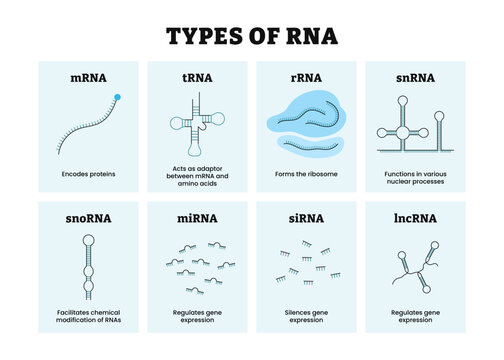 Different types of RNA types. RNA Produced in Cells or Ribonucleic acid. Chromosome gene cell. Genetic synthetic biology combined. Labeled mRNA, tRNA, rRNA, snRNA, snoRNA, miRNA, siRNA, lncRNA.