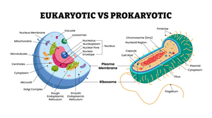 The differences between eukaryotic cell and prokaryotic cell comparison detailed diagram poster with cross section view for study and presentation, biology educational poster design. Animal bacterial.