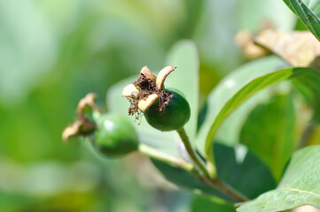 guava tree, MYRTACEAE or Psidium guajava Linn with guava seed