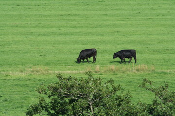 Fototapeta premium two black cows grazing in a field