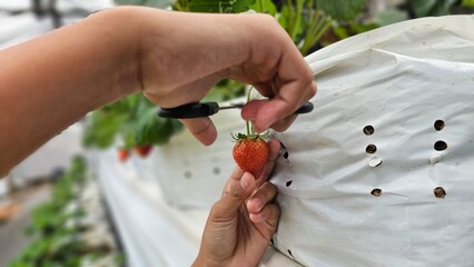 Strawberry harvest time begins. Young woman with scissors picking ripe  red strawberry.