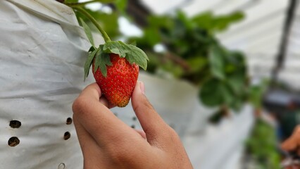 Strawberry harvest time begins. Young woman with scissors picking ripe  red strawberry.