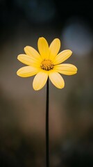 Yellow wildflower blooming outdoors, dark background