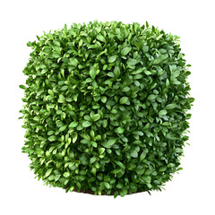 Naklejka premium Buxus sempervirens boxwood bush. Isolated on transparent background, Png.