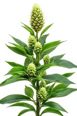 Fototapeta premium Stunning Green Pineapple Plant with Flower Buds Captured Against a Clean White Backdrop : Generative AI