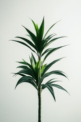 Obraz premium Lush green plant with vibrant foliage ideal for indoor decoration and air purification : Generative AI