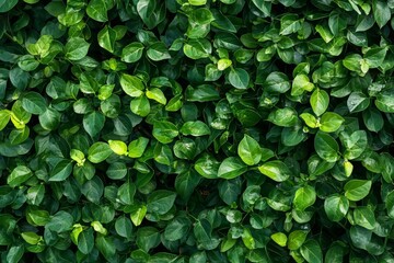 Lush Green Leaves: A Vibrant Nature Background of Fresh, Green Foliage, Greenery, and Plant Life