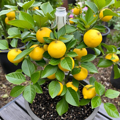 Zitronenmelisse im Tontopf mit Pflanzenstecker