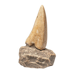 Fossilized Dinosaur Tooth on Rock Natural Display Isolated on transparent background