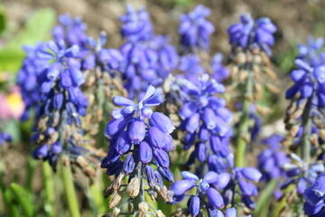 Close-up of Armenian Muscari flowers - Gros plan sur des fleurs de Muscari d'Arménie