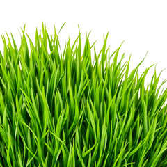 Fototapeta premium green grass isolated on white