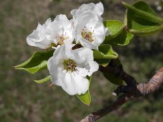 Burgundy Ussurian Pear tree flowers in spring, Colorado