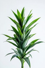 Fototapeta premium Majestic tall green plant with symmetrical leaves perfect for enhancing home interiors : Generative AI