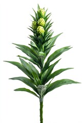 Fototapeta premium Captivating Green Pineapple Plant with Budding Flowers Against a Bright White Background : Generative AI