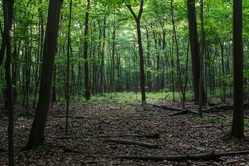 Obraz premium Lush forest landscape showcasing vibrant greenery and fallen leaves on the woodland floor : Generative AI